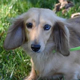Karma - Dachshund