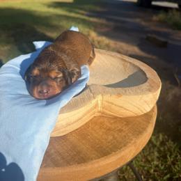 Winnie - Red female Dachshund puppy in Bald Knob, Arkansas from Victoria’s Dachshunds