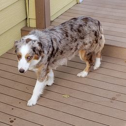 Clover - Miniature American Shepherd