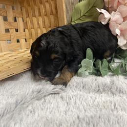Lucy - Black tri-color female Aussiedoodle puppy in Hamilton, Michigan from White Pine Farm
