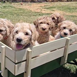 Labradoodles from My Cuddly Doodles