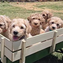 Labradoodles from My Cuddly Doodles