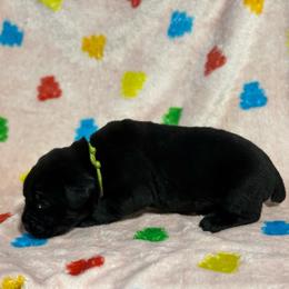Lime Collar R - Black male Cane Corso puppy in Paris, Texas from Knucklehead Cane Corso