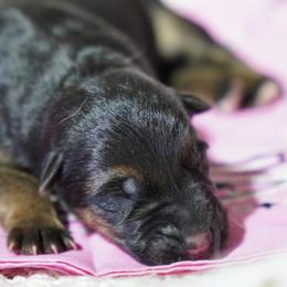 Pumpkin - Black and red female German Shepherd puppy in Llano, Texas from Von Ark German Shepherds