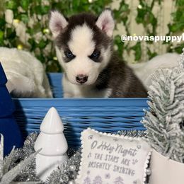 Siberian Husky Puppies from Nova’s Puppy Haven