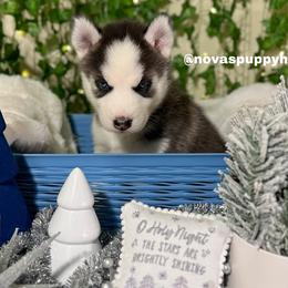 Siberian Husky Puppies from Nova’s Puppy Haven
