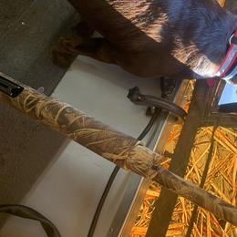 Labrador Retrievers from Da-Koda High Kennels