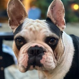 Bex - French Bulldog