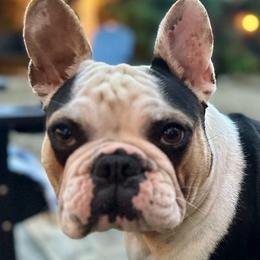 Bex - French Bulldog