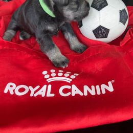 Miniature Schnauzer Puppies from Del Sol Miniature Schnauzers