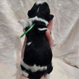 Hulk - Black and white male Sheepadoodle puppy in Ashton, Idaho from Kerr Kanine Ranch