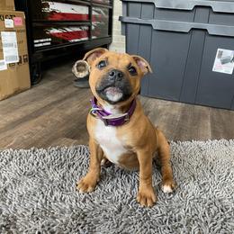 Staffordshire Bull Terrier Puppies from TimbreStaff