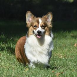 Eleanor - Pembroke Welsh Corgi