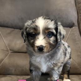 Girl 1 - Blue merle female Miniature Australian Shepherd puppy in Mountain Home, Idaho from Jessie's Miniature Australian Shepherds