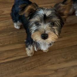 Yorkshire Terrier Puppies from Rumbaugh’s Yorkies