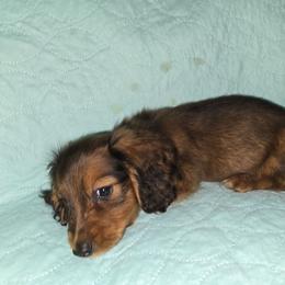 Shaded red  boy - Red male Dachshund puppy in Jackson's Gap, Alabama from Lake Martin Doxies
