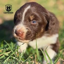 Suzy - Red tri-color female Australian Shepherd puppy in Columbia, Kentucky from Caywood Aussies