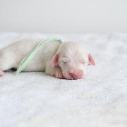 Boy1 - Cream male Dachshund puppy in Martinsville, Virginia from Ana’s Beautiful Doxies