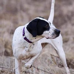 Gracie - Pointer
