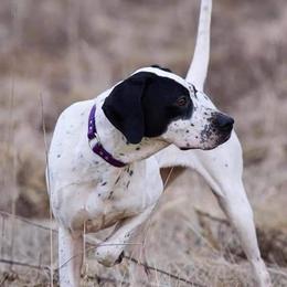 Gracie - Pointer
