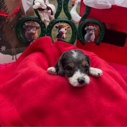 Romeo - Merle male Cavapoo puppy in Austin, Texas from Doodles of Central Texas
