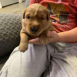 Grey Boy - Dark golden male Golden Retriever puppy in Sun City, California from Benjamin Irving Goldens