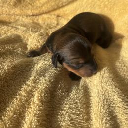 Ginger - Chocolate female Dachshund puppy in Humphreys, Missouri from Foster’s Dachshunds