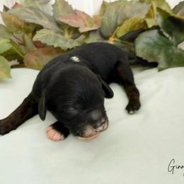 Ginny - Tri-color female Cavapoo puppy in Wamego, Kansas from Doodles of Oz