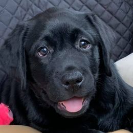 Labrador Retrievers from Judy Lesch's Labrador Retrievers