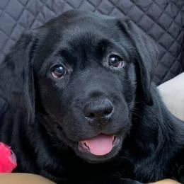 Labrador Retrievers from Judy Lesch's Labrador Retrievers