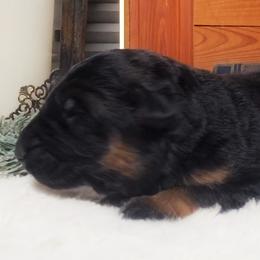 Walker - Tan Collar - Black and red male German Shepherd puppy in Charlotte, North Carolina from Zuflucht K9s