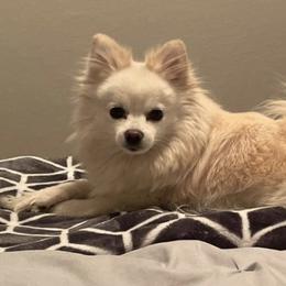 Pomeranians from Fairybell Pomeranians