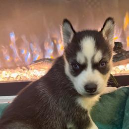Gumdrop - Black and white female Siberian Husky puppy in Tiverton, Rhode Island from Mount Hope Siberians