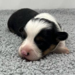 Hubble (fluffy) - Brindle and white male American Corgi puppy in Waco, Texas from The Comma Corgis