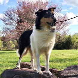 Nalu - Collie