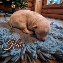 Kai - Wheaten male Miniature Schnauzer puppy in Clemmons, North Carolina from Schnauzer Snobs