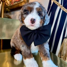 Red - Merle male Bernedoodle puppy in Curtice, Ohio from The Pink Doghouse