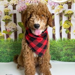 Sonic - Red  male Goldendoodle puppy in Pocasset, Massachusetts from Mini Goldendoodles of Cape Cod