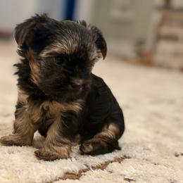 Pippa - Black and tan female Yorkshire Terrier puppy in Blackfoot, Idaho from Top Knot Yorkies of Idaho