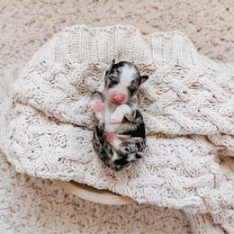 Beau - Blue merle male Bernedoodle puppy in Cold Spring, Minnesota from A.N.A. Doodles