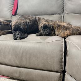 Boxer Puppies from Shalyce Pifer