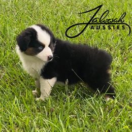 Boy 3 - male Toy Australian Shepherd puppy in Lumberton, Mississippi from Talowah Aussies