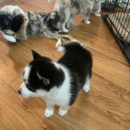 Pomsky Puppies from Pomsky‘s Palace