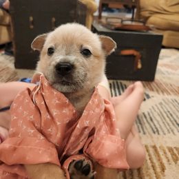 Australian Cattle Dog Puppies from Kanku