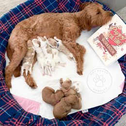 Cavapoo and Goldendoodle Puppies from Dot & Dash Doodles
