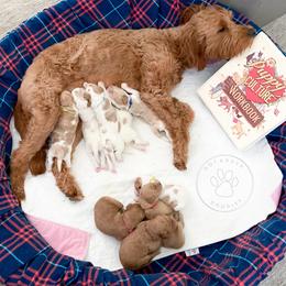 Cavapoo and Goldendoodle Puppies from Dot & Dash Doodles