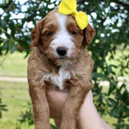 Lemon - Red  female Goldendoodle puppy in Comanche, Texas from Central Texas Doodles, LLC.