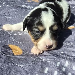 Ember - White black and tan female Papillon puppy in Hollister, Missouri from Swan Creek Kennel