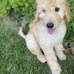 Goldendoodle Puppies from Dhalia’s Doodles