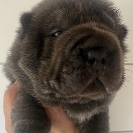Mira - Blue female Chinese Shar-Pei puppy in Chipley, Florida from HapPei House of Wrinkles